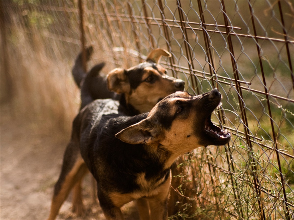 Stray Animals Nuisance