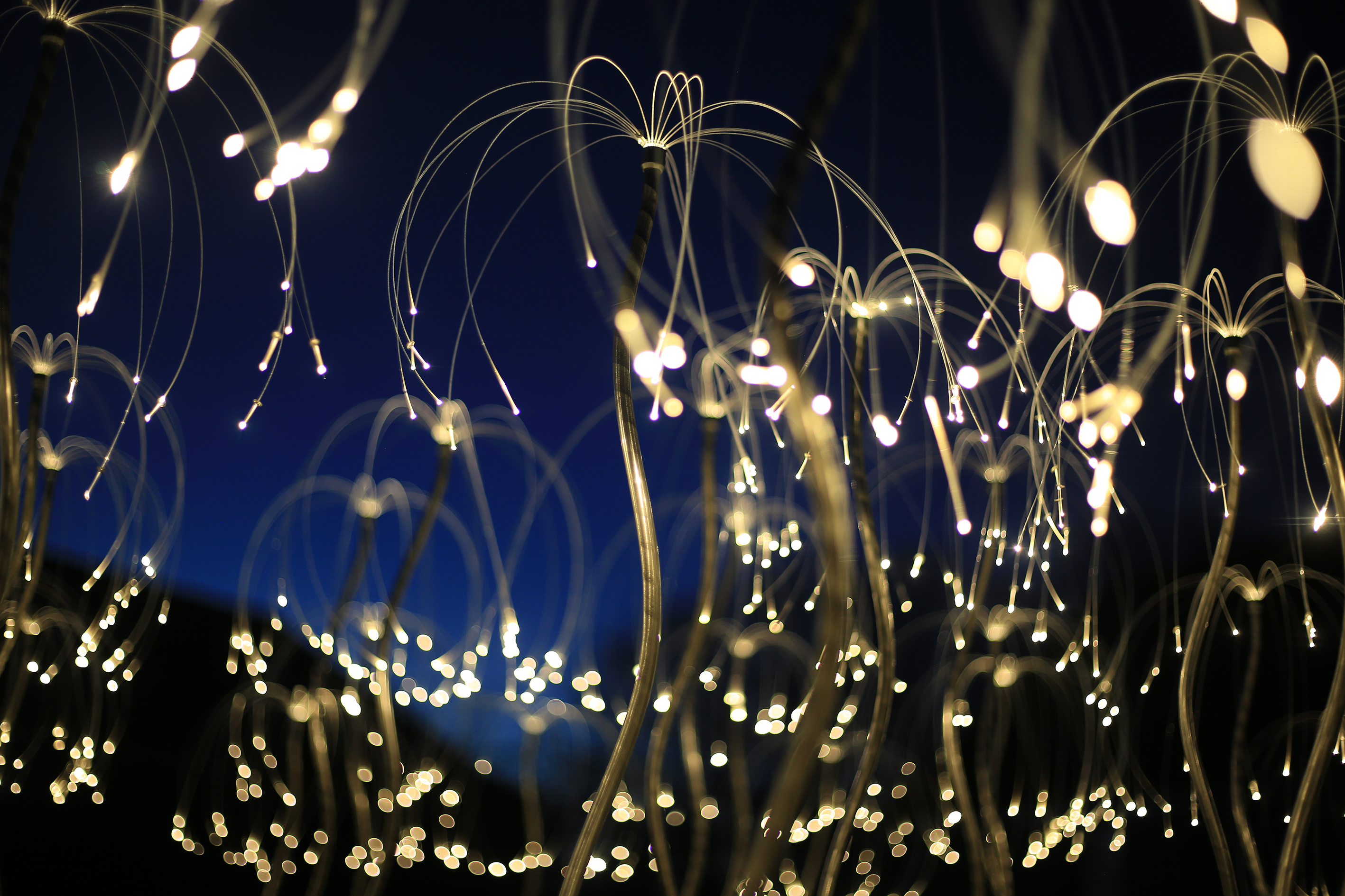 Fireflies-Precedent-Image-Copyright-©-2023-Bruce-Munro.-All-rights-reserved.-Photography-by-Serena-Munro-6.jpeg