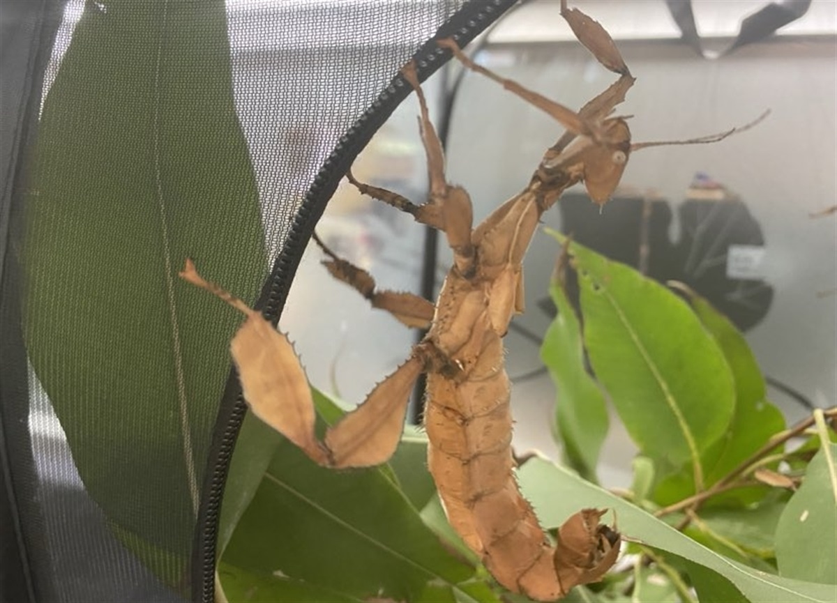 Merbein Library's Stick Insect visitors