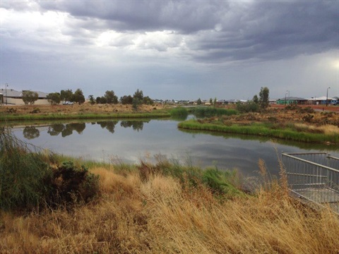 Ontario Wetlands.jpg